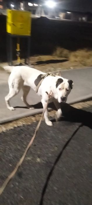 Собака Алабай Туркмен