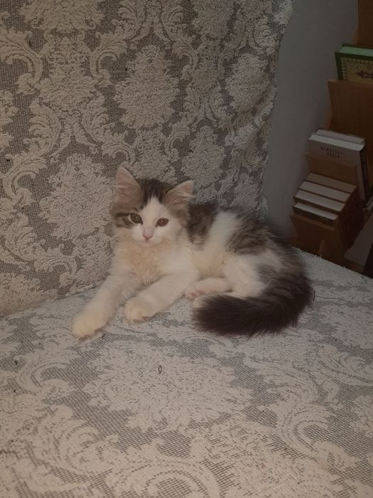 Котенок девочка мушук боласи кизбола