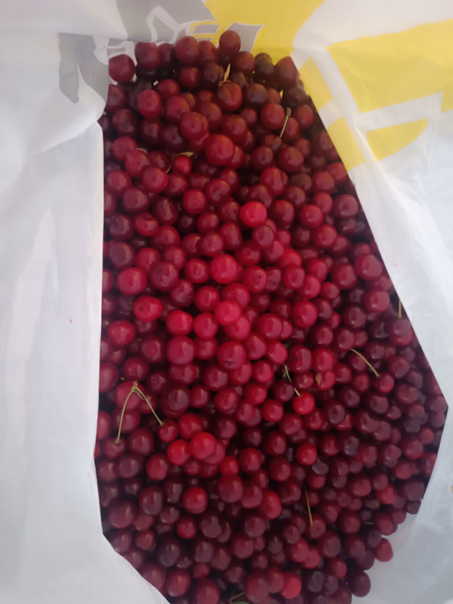 Вишня продается садовая