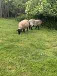 Disponibile oi Suffolk