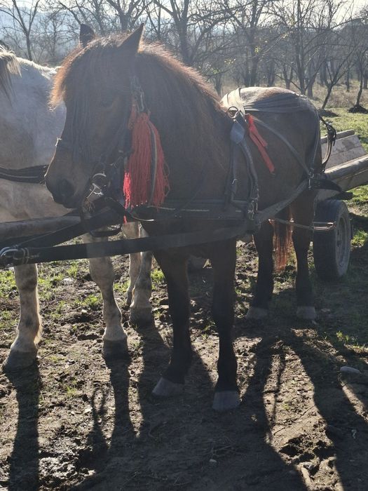 De vânzare iapa bună