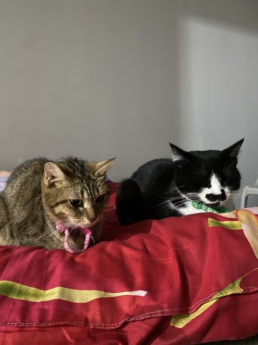 отдам котят даром