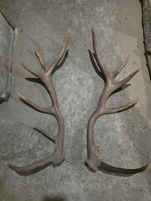 Рога от благороден елен