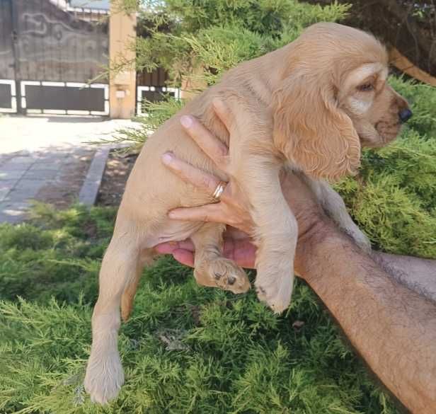 Pui rasa Cocker Spaniel