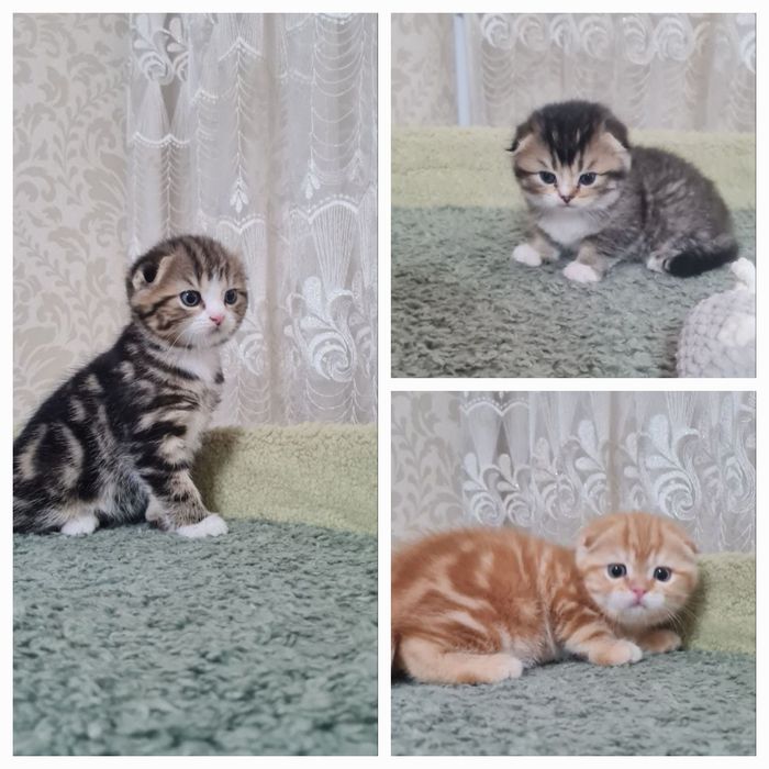 Продаются вислоухие/скоттиш фолд/котята