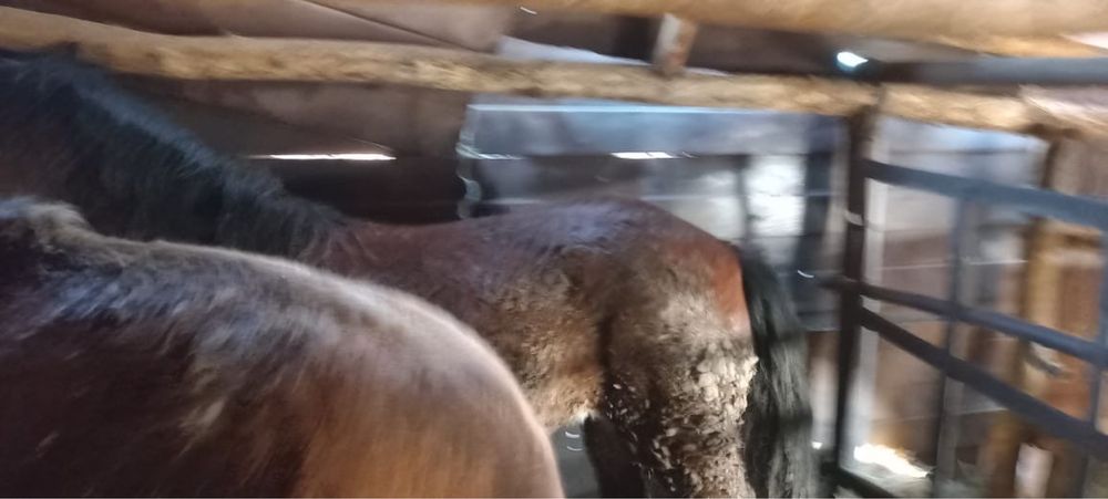 Продается откормленные байтал