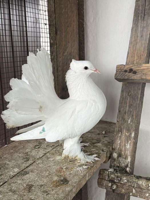 Porumbei indieni si voiajori numai albi