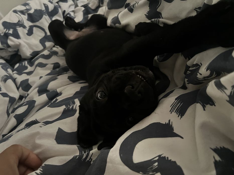 Femela de Cane corso