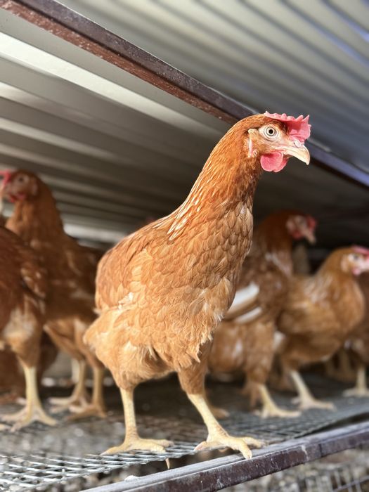Молодые куры несушки Ломан Браун