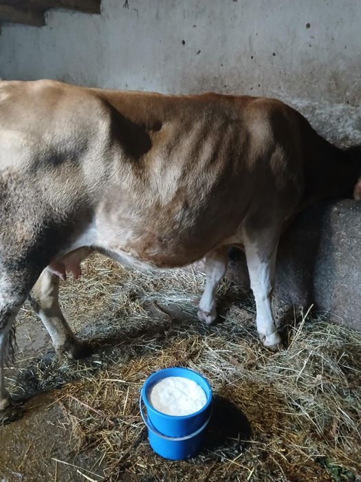 Vând vaca de 4 ani gestanta din august