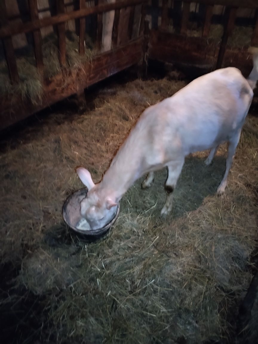 Vând urgent 3 țapi foarte buni pentru monta