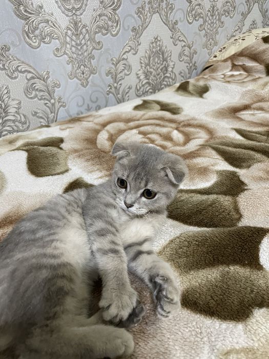 Scotiah fold sotiladi