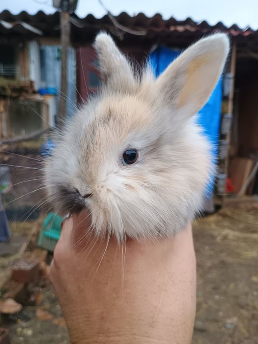 Iepurași cap de leu pitic