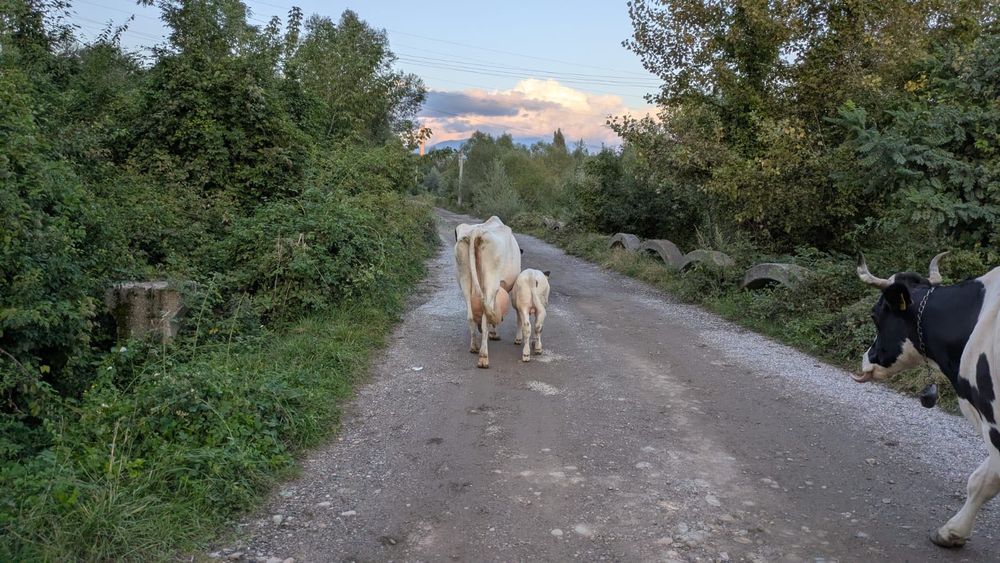 Vând vaca cu vițel, si vaca separat