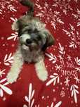Bichon spre adoptie