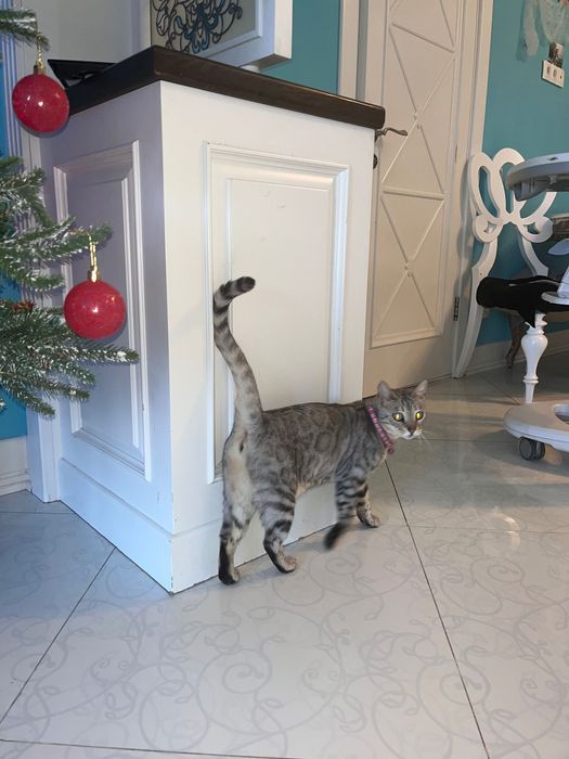 Отдам кошечку серебристый бенгал