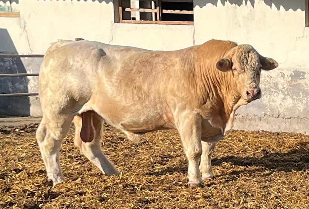 taur charolaise de exceptie