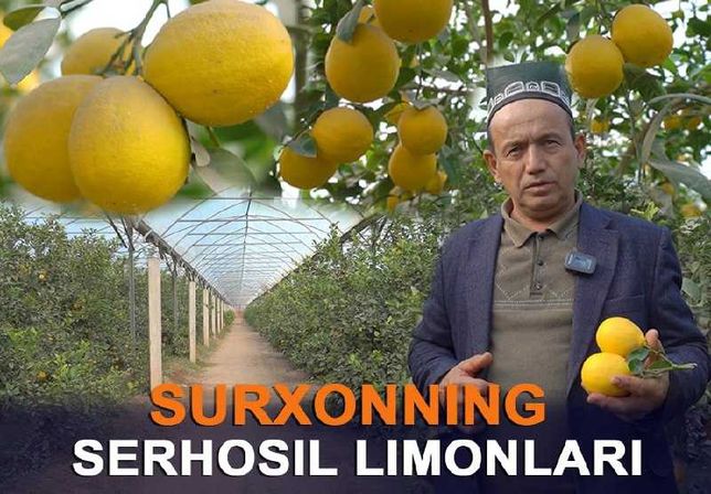 Лимон, Апелсин, Мандарин кўчат танлашда адашманг
