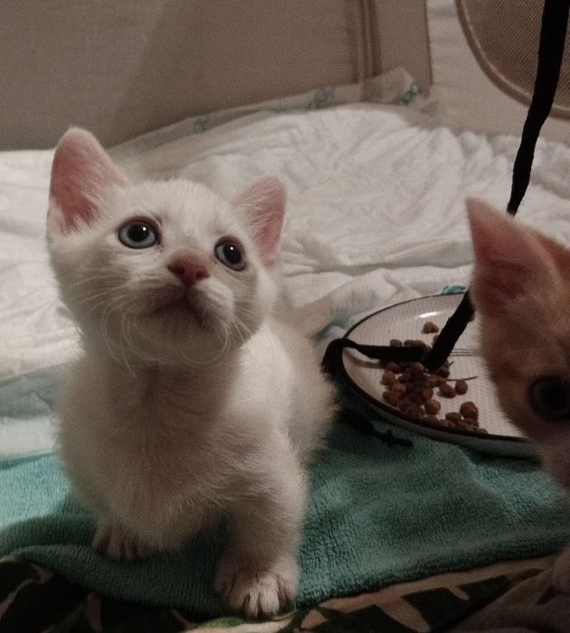 Котенца с къси краченца