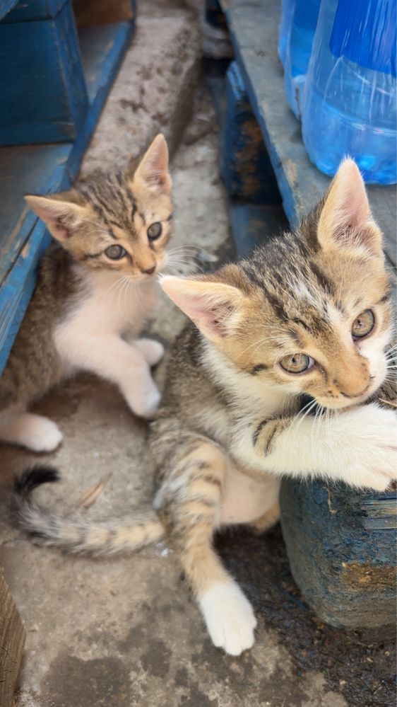 Подарявам котенца