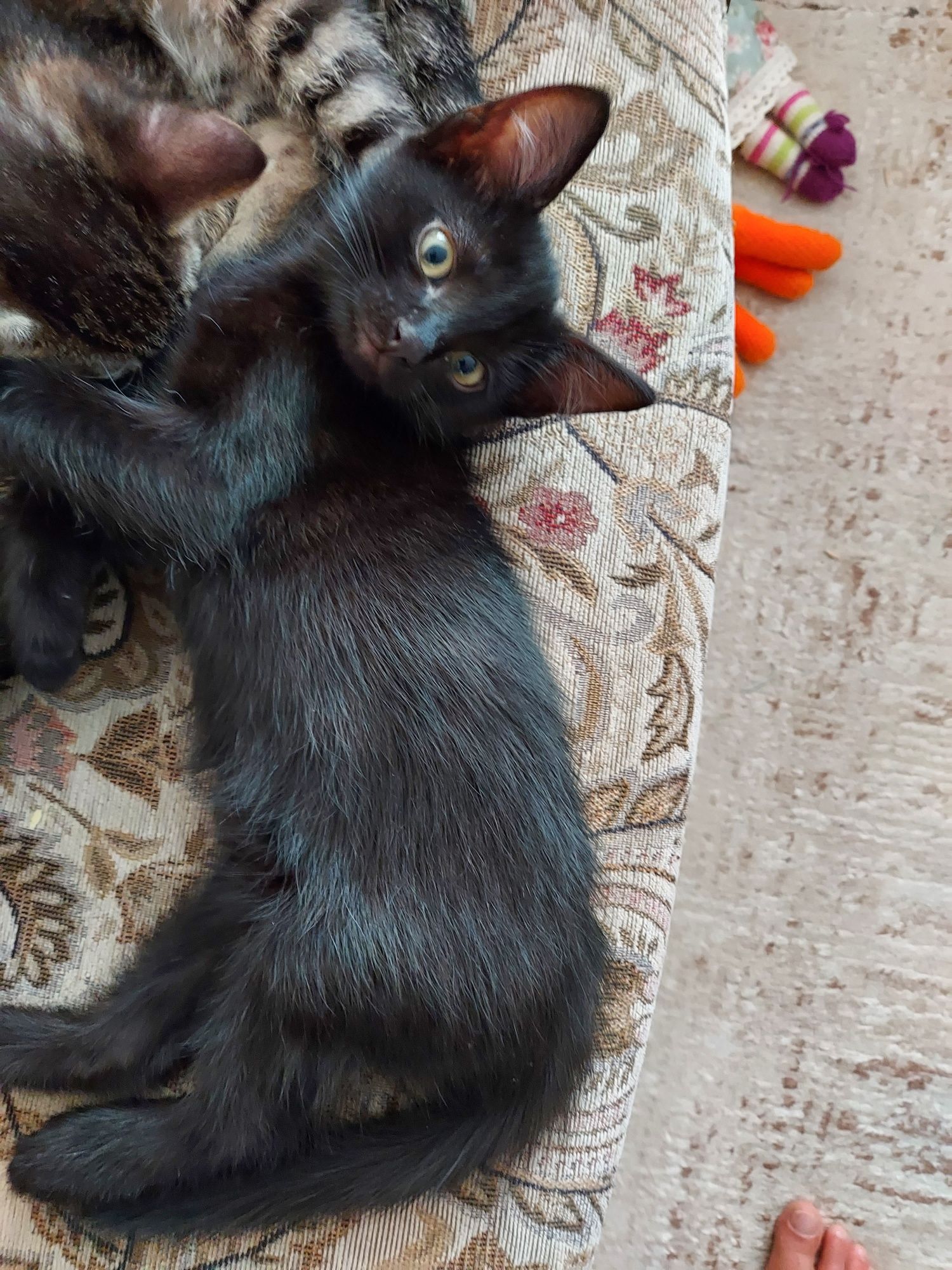 Котята,  2 месяца , в добрые руки
