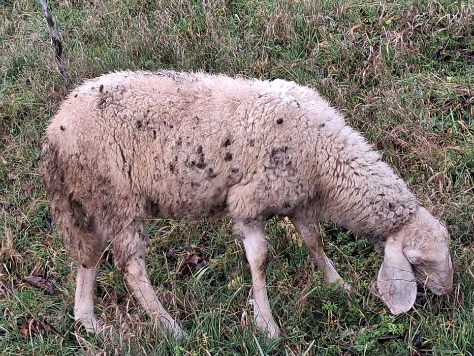 Vând oi Bergamasca și sârbești
