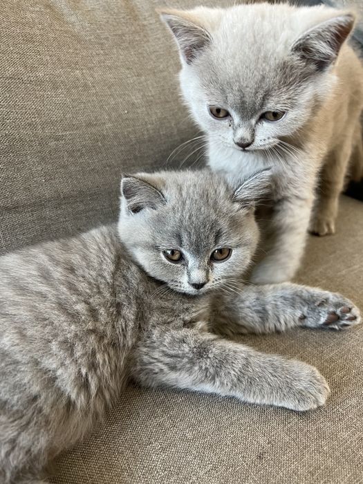 Британски късокосмести котета