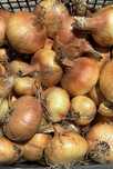Ceapa uscata productie 2024 calitatea 1