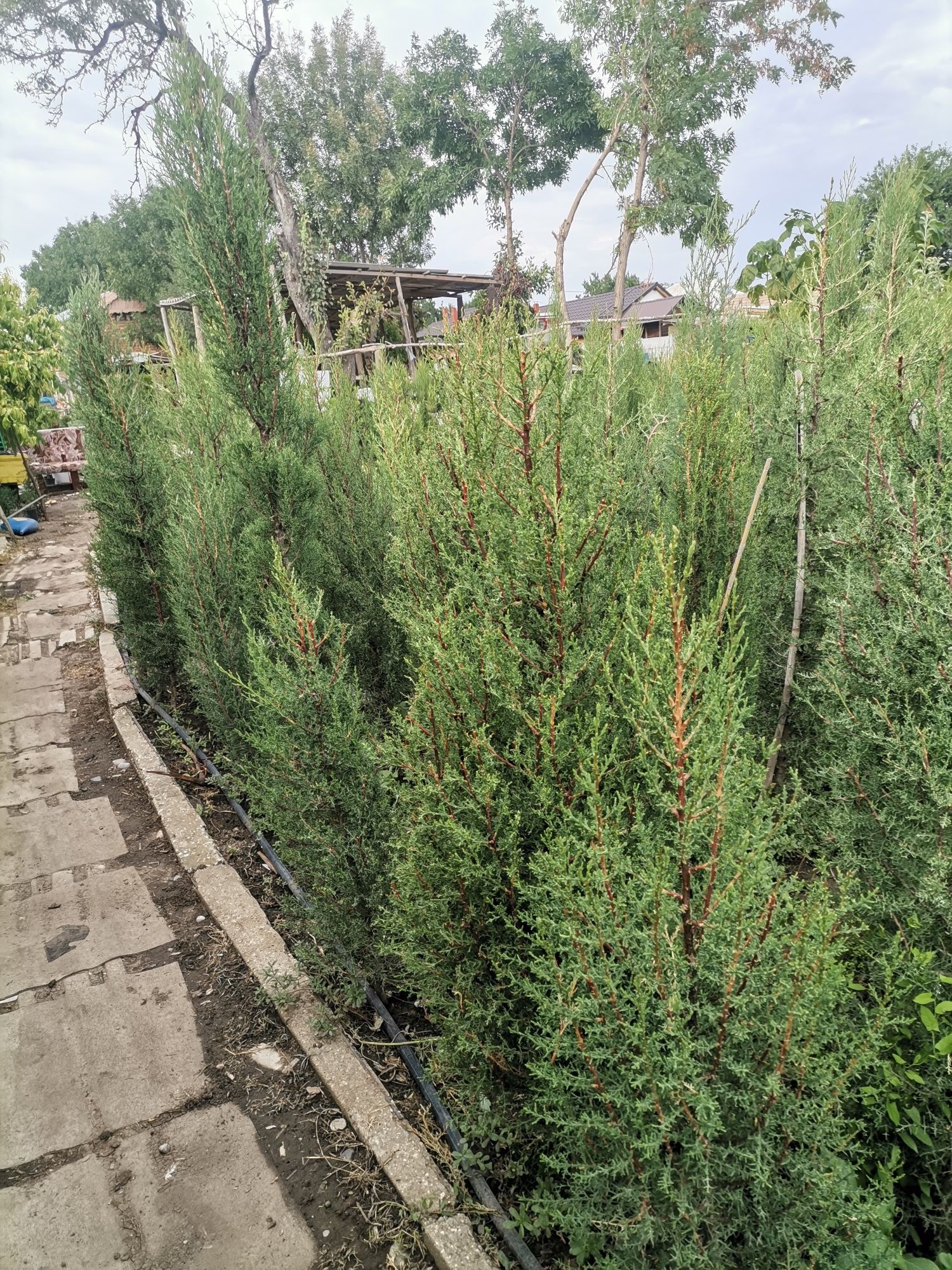 Vând plante ornamentale