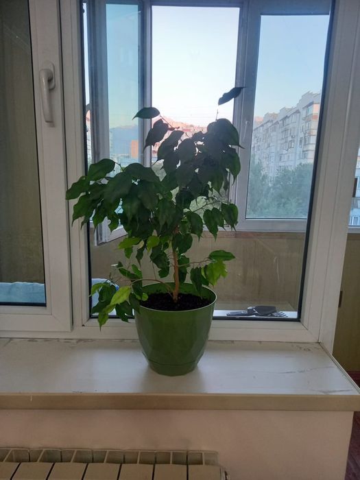 Продам комнатные цветы