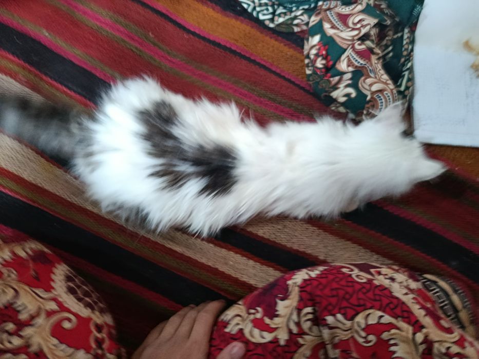 Chiroyli mushuk va uzun yungli