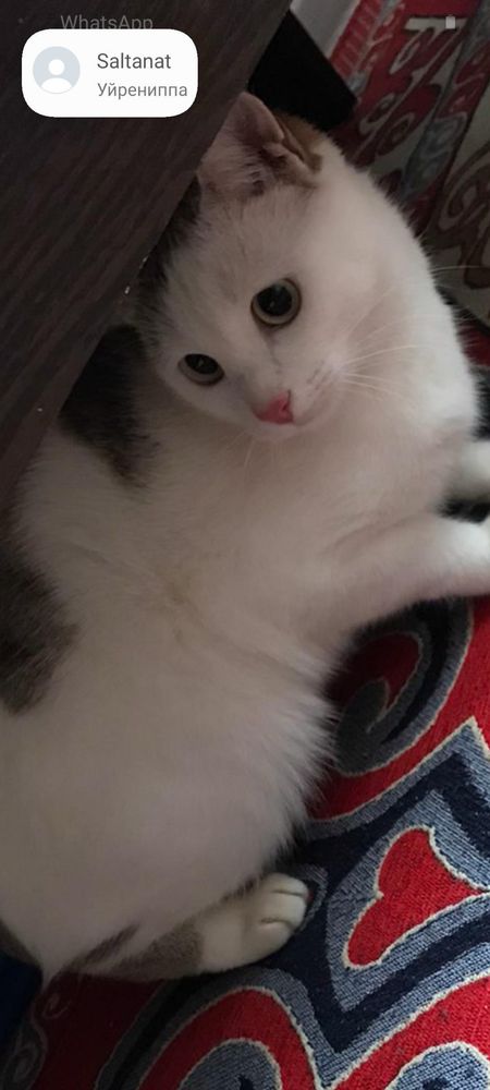 Пропала кошка, нашедшему вознаграждение
