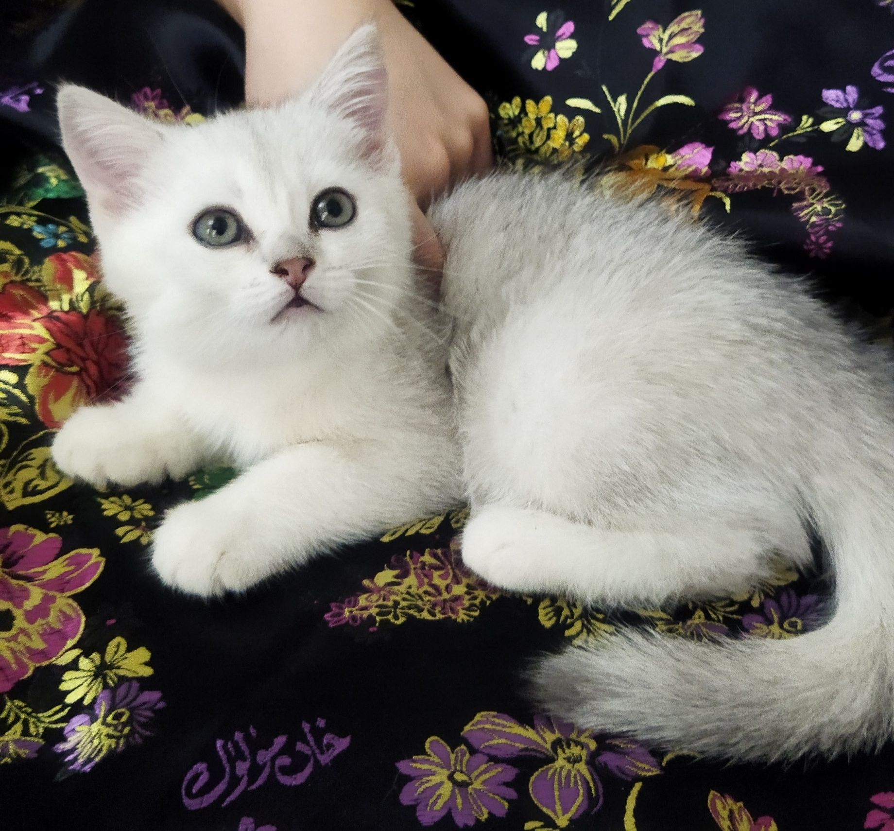 Шиншилла классика Шотландский котёнок