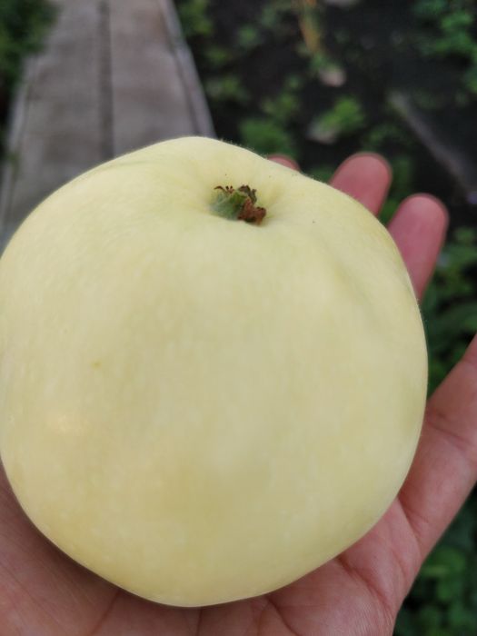 Продам дачу 131 км общество Путеец 4