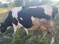 Vacă Holstein de talie mare