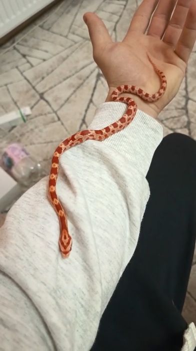 Corn snake docili