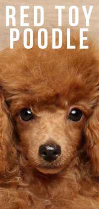 Щенок Той пуделя (Toy poodle / red brown)