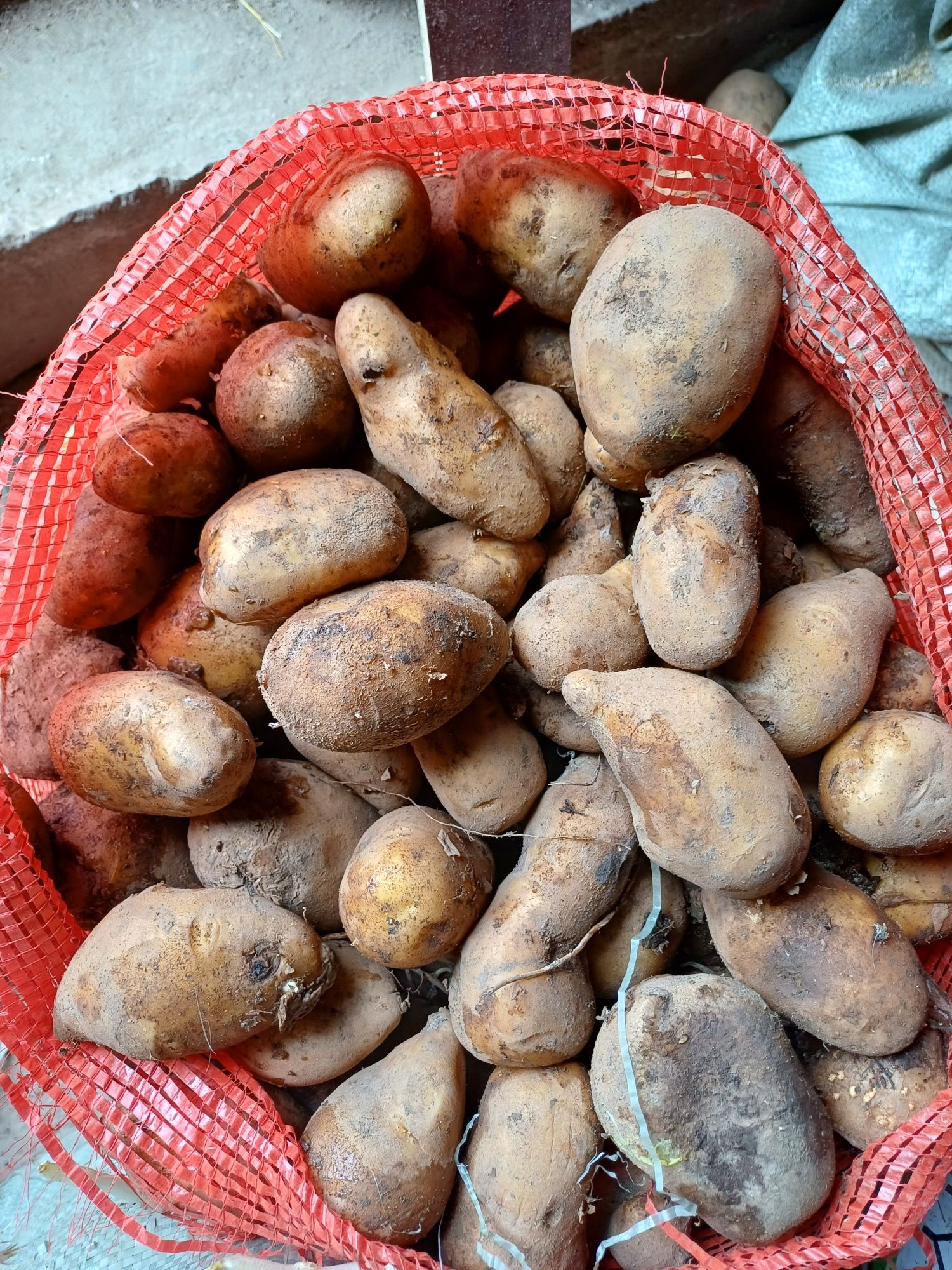 картошка, семена
