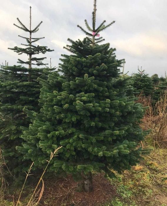 Ofertă Brazi Normandieni – Prețuri Avantajoase, Livrare Națională