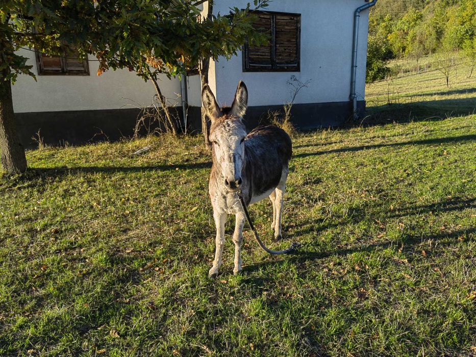 Vând măgăriță tânără mai multe detalii la numărul de telefon
