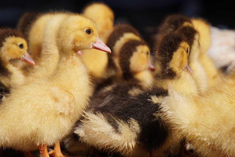 Pui rațe leșești (mute)