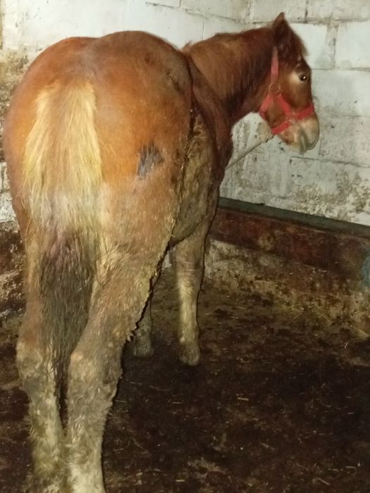 Vând mânz de 6 luni