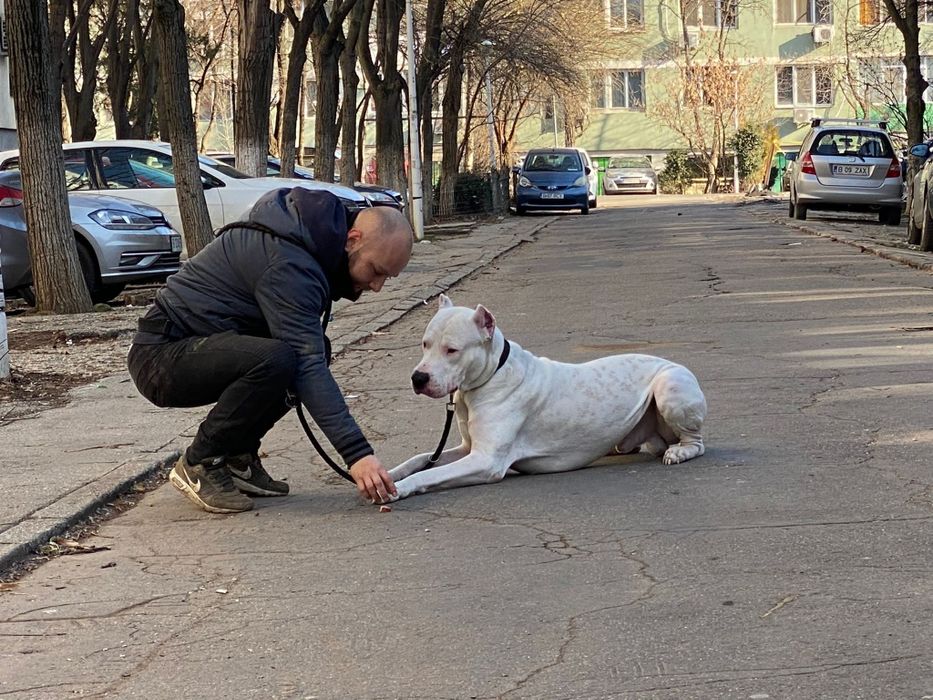 Consiliere și dresaj canin la domiciliu