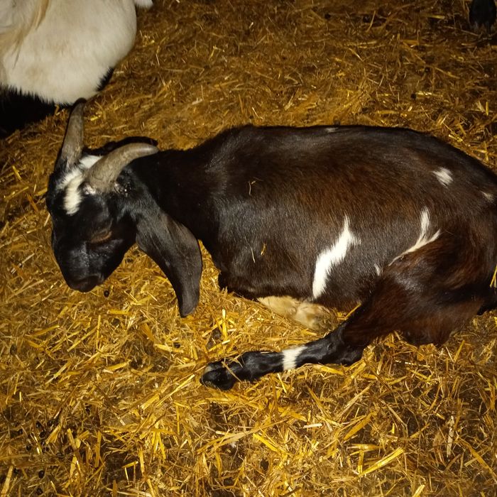 Vând țapi Anglo Nubian