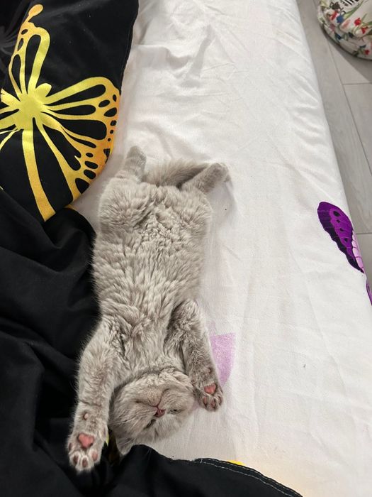 Băiețel british shorthair pedigree