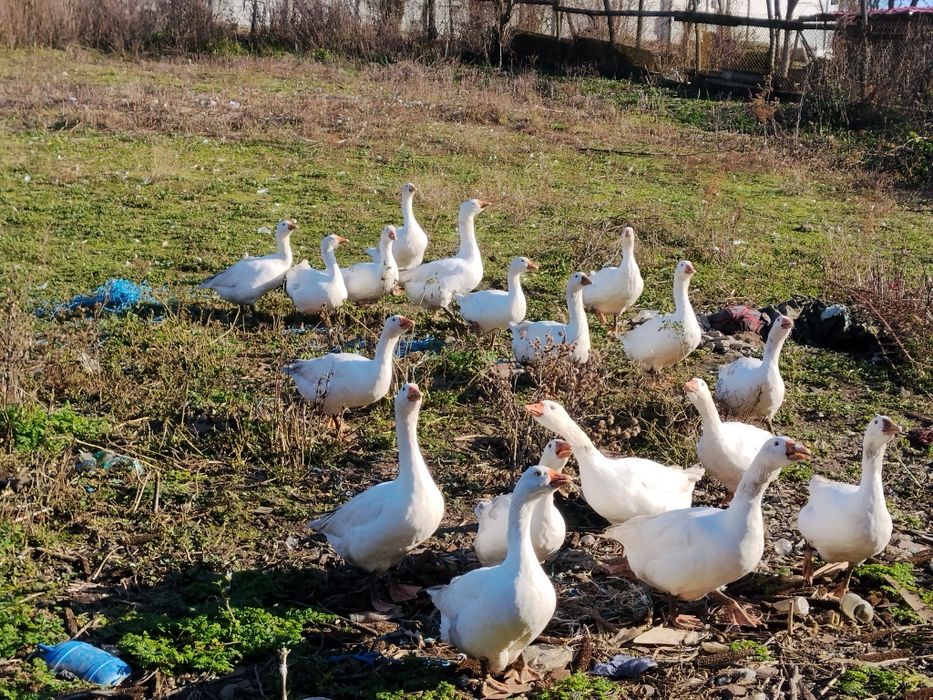 Gâște de vânzare