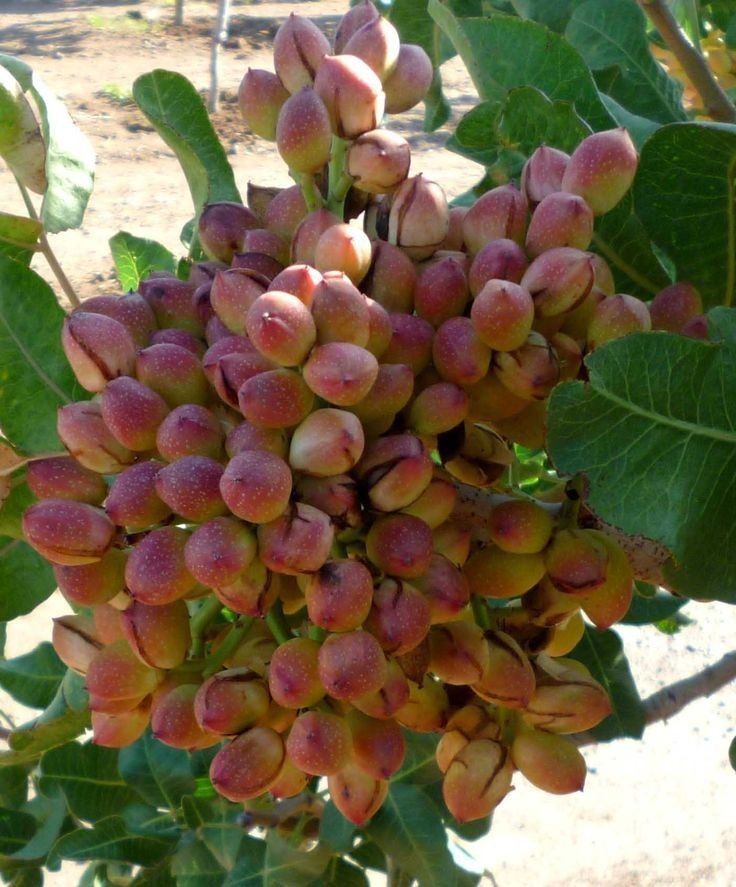 Fistic (Diferite Soiuri )