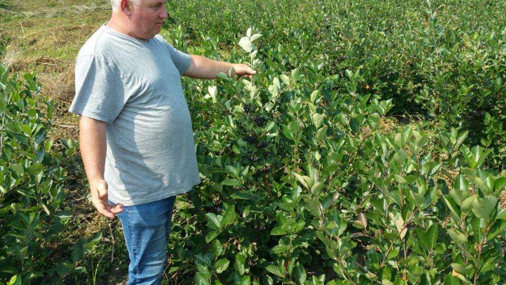 aronia de 3 ani cu fructificare