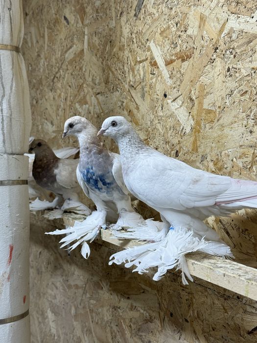 Продам голубей !