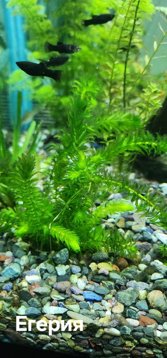 Растения для аквариума